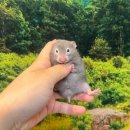 골든햄스터분양 햄츠비 이미지