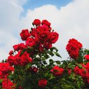 장미공원 주차장 이미지