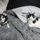 정희세탁 이미지