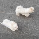 kiss My Dog 이미지