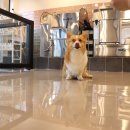 도그비잉 펫케어 이미지