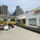 옐로우연화 이미지