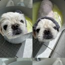 강아지미장원 이미지