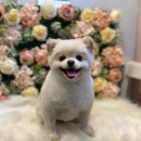 아지공간 이미지