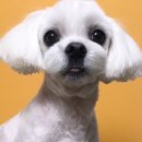 쿨독펫샵 이미지