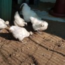 강골농장 이미지