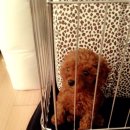 키워주시개 이미지