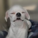 새롬동물병원 이미지