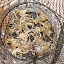 (주)백합사 | 해솔피싱 로즈프리미엄 쭈갑로드 실사용 후기, 선상 바다낚시대 올해는 이 세트로 끝장내보겠습니다.