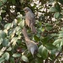 붉은수염 이미지