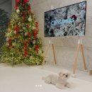 메트로펫 | 강아지 미끄럼방지 러그 겨울 매트로 딱 좋은 펫코지 사용 후기