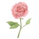 개깎는중 이미지