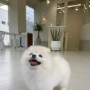 멍개구름 이미지