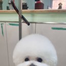 베이비펫 | 태백애견미용 다녀온 후기, 하이 베이비 펫살롱에서 느낀 차이