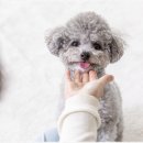 강아지분양 애견입양 아이러브독 수원점 말티푸미니비숑포메 이미지