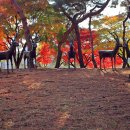 우제류를위하여 이미지