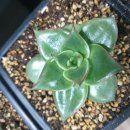 골드크레마 이미지