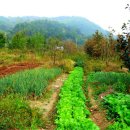 빨간지붕 이미지