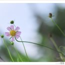 그리움 여름 비에 젖다 / 고은영 이미지