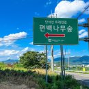 건천 편백나무숲 티스토리