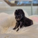 김해 해피몽 김해강아지분양 고양이분양 이미지