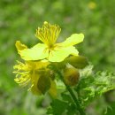 푸른산내들 이미지