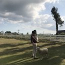 참사랑목장 이미지