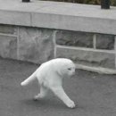 하얀 털, 두 다리 고양이... 해외 네티즌 화제 이미지