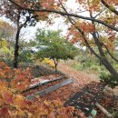 금수산 농원 이미지