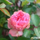 장미하우스 이미지