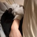 골골쏭
