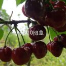 화성-장안-장안 8호 이미지