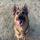 소노펫 스쿨 이미지