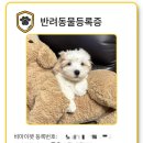 꼬똥사파이어 이미지