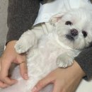 치킨리스트27 주안점 이미지