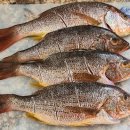 snapper (도미의 일종) 요리.... 이미지