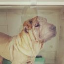 신성동물병원 이미지