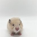 와우펫앤쥬 김해점 이미지