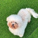 대구애견호텔 애견유치원 모여라솜뭉치 본점 | 대구 대곡동 애견호텔 대구애견호텔 애견유치원 모여라솜뭉치 본점 비용 시간 위치