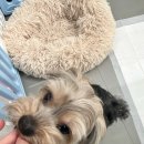 맡겨보개 이미지