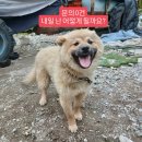 집도 없이 경운기 밑에서 사는 강아지 입보/입양처 급구해요ㅠ 이미지