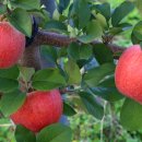 신장리사과체험마을 이미지