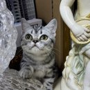 라마지샤 이미지