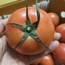 토마토인터넷 | 토마토 5kg 세모농에서 인터넷 내돈내산 주문 후기