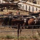 재호축산 이미지