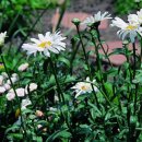 레몬향데이지 이미지