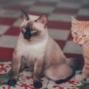 참 동물병원 이미지