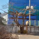 동평여자중학교 이미지