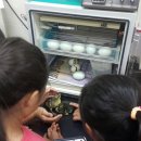 안동백조마을 이미지