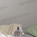강아지랑나랑 이미지
